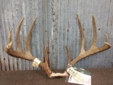 Big Boone & Crockett Record Book Whitetail Antlers On Skull Plate