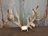 Whitetail rack Grafted on Skull 314 3/8