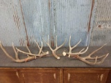 Nice Group Of 5 Mule Deer Shed Antlers