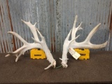 Big Main Frame 4 x 4 Whitetail Shed Antlers