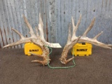 Main Frame 5 x 5 Whitetail Shed Antlers