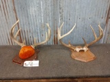 2 Whitetail Racks On Plaques