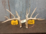 Big Main Frame 5 x 5 Whitetail Shed Antlers