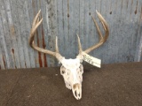 4 x 4 Whitetail Antlers On Skull