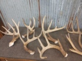 20.8 Lbs Of Whitetail Antler Cut Below The Burr