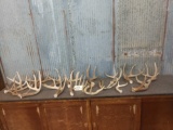 20.8 Pounds Of Whitetail Antler Cut Below The Burr