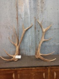 7x7 Elk Shed Antlers