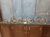 13.2 Pounds Of Whitetail Antler Cut Below The Burr