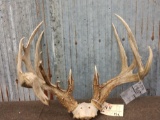 Big Wild Iowa Whitetail Antlers On Skull Plate