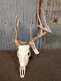 Freak Whitetail Antlers On Skull