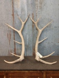 Pair of 6x6 Elk Shed Antlers