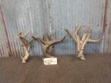 3 Sets Of Whitetail Antlers Cut Below The Burr