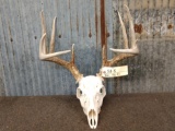 5x5 Whitetail Antlers On Skull