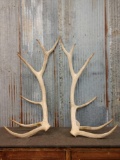 Nice 6x6 Elk Shed Antlers