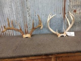 2 Whitetail Antlers On Skull Plate