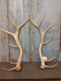 6x6 Elk Shed Antlers