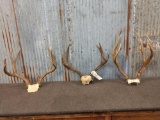 3 Mule Deer Antlers On Skull Plate