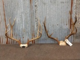 2 Mule Deer Antlers On Skull Plate