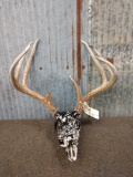 150 Class 4x4 Whitetail Antlers On Skull