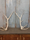 5x5 Elk Shed Antlers