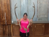 Set Of Alaskan Caribou Antlers Cut Off