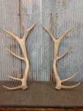 6x6 Elk Shed Antlers