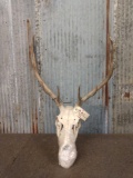 4x5 Elk Antlers On Skull