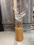 Nice 4x4 Whitetail Pedestal Mount Taxidermy