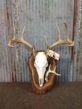 Whitetail Skull On Display Plaque