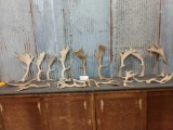 15 Pounds Of Fallow Deer Shed Antlers