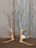 6x6 Elk Shed Antlers