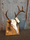 Whitetail Skull On Display Plaque