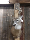 5x5 Whitetail Shoulder Mount Taxidermy