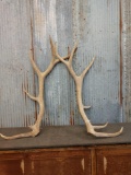 6x6 Elk Antler Cuts