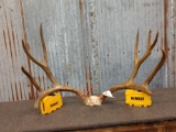 Big 5x5 Mule Deer Antlers On Skull Plate