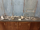 10.8 Pounds Of Fallow Deer Antlers