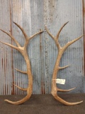 6x7 Elk Antler Cuts