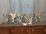 5 Sets Of Fallow Deer Shed Antlers