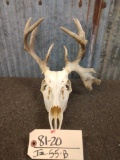 4x4 Mini Monster Whitetail Antlers On Skull