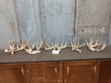 5 Sets Of Whitetail Shed Antlers