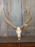6x6 Elk Antlers On Skull Plate