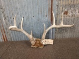 4x5 Whitetail Antlers On Skull Plate