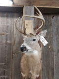 Freak 5x5 Whitetail Shoulder Mount Taxidermy