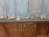6 Sets Of Whitetail Shed Antlers