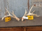Big Nontypical Whitetail Shed Antlers