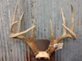 Big wild 4x5 Whitetail Antlers On Skull Plate