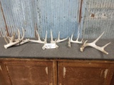 7 Pounds Of Whitetail Shed Antlers