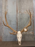 6x6 Elk Antlers On Skull