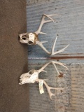 2 Whitetail Antlers On Skull