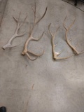 4 Elk Shed Antlers